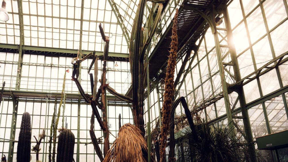 The Schönbrunn Desert House's glass roof allows ample sunlight, creating an optimal environment for desert vegetation.